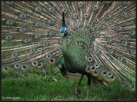 image of peacock