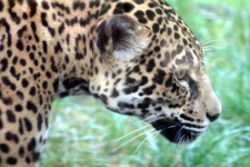 image of animal