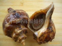 image of conch
