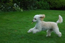 image of miniature_poodle #14