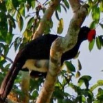 image of bird