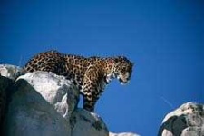 image of jaguar_car