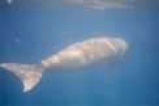 image of dugong