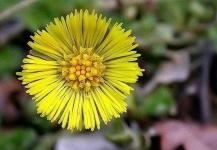 image of flower