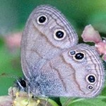 image of animal