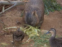 image of wombat