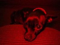 image of chihuahua