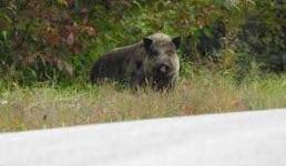 image of animal