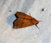 image of animal