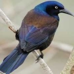 image of bird