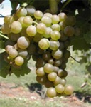 image of grapes