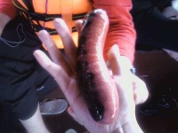 image of sea_cucumber