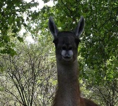 image of llama