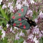 image of animal