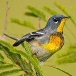 image of bird