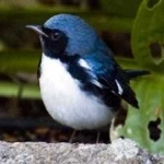 image of bird