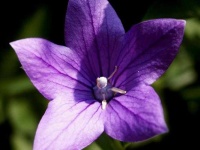 image of balloon_flower #27