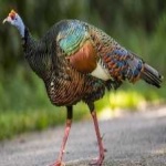 image of ocellated_turkey #19