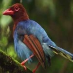 image of bird