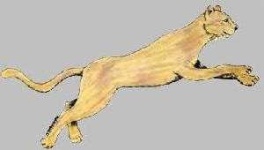 image of cougar_body