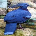 image of victoria_crowned_pigeon #34