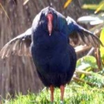 image of bird