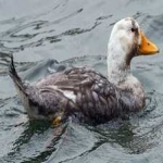 image of bird