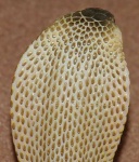 image of indian_cobra