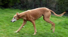 image of saluki