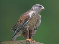 image of hawk