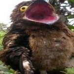 image of bird