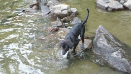 image of flat_coated_retriever