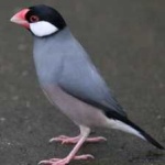 image of bird
