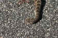 image of hognose_snake #11