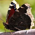 image of animal