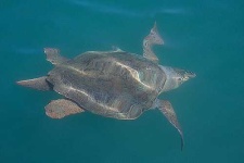 image of loggerhead