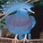 image of victoria_crowned_pigeon #1