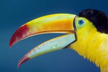 image of toucan