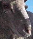 image of animal