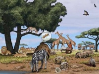 image of savanna