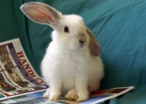image of animal