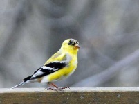image of goldfinch
