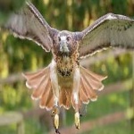 image of bird