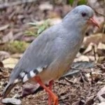 image of bird