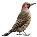 image of bird