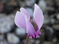 image of flower