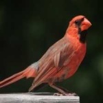 image of bird