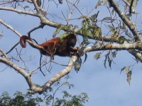 image of howler_monkey