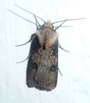 image of animal