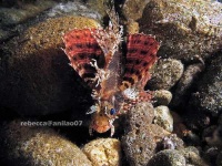 image of lionfish